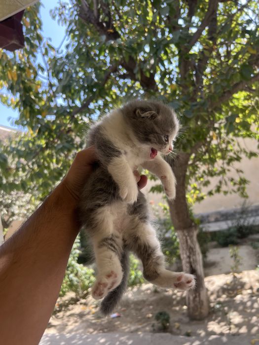 Кошка Скотиш фолд