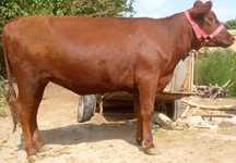 Angus paroda kal semiz gʻunojin sotiladi mol qilishgayam boʻladi