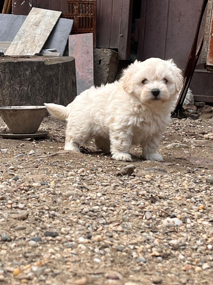 Pui Bichon Maltez