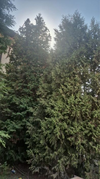 Продается дерево Туя!