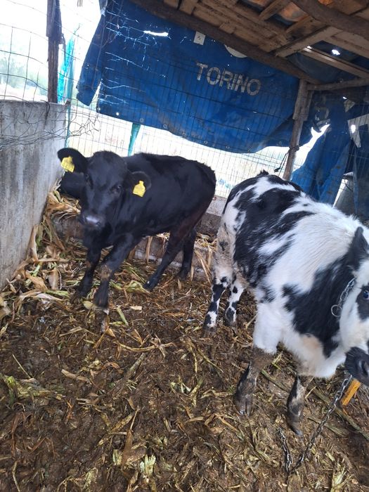 Vand vitei viu sau carcasa