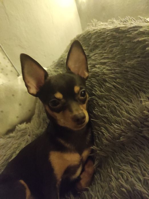 Вязка тойтерьер 5000