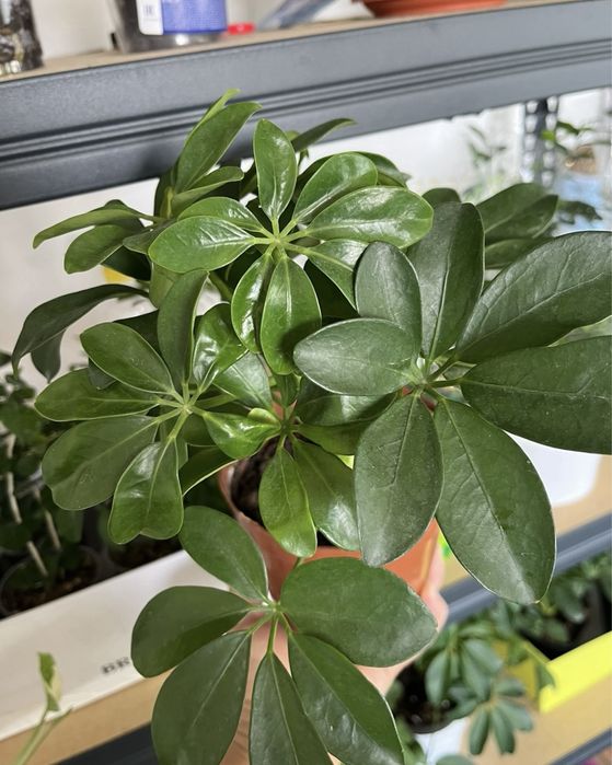 Комнатные растения