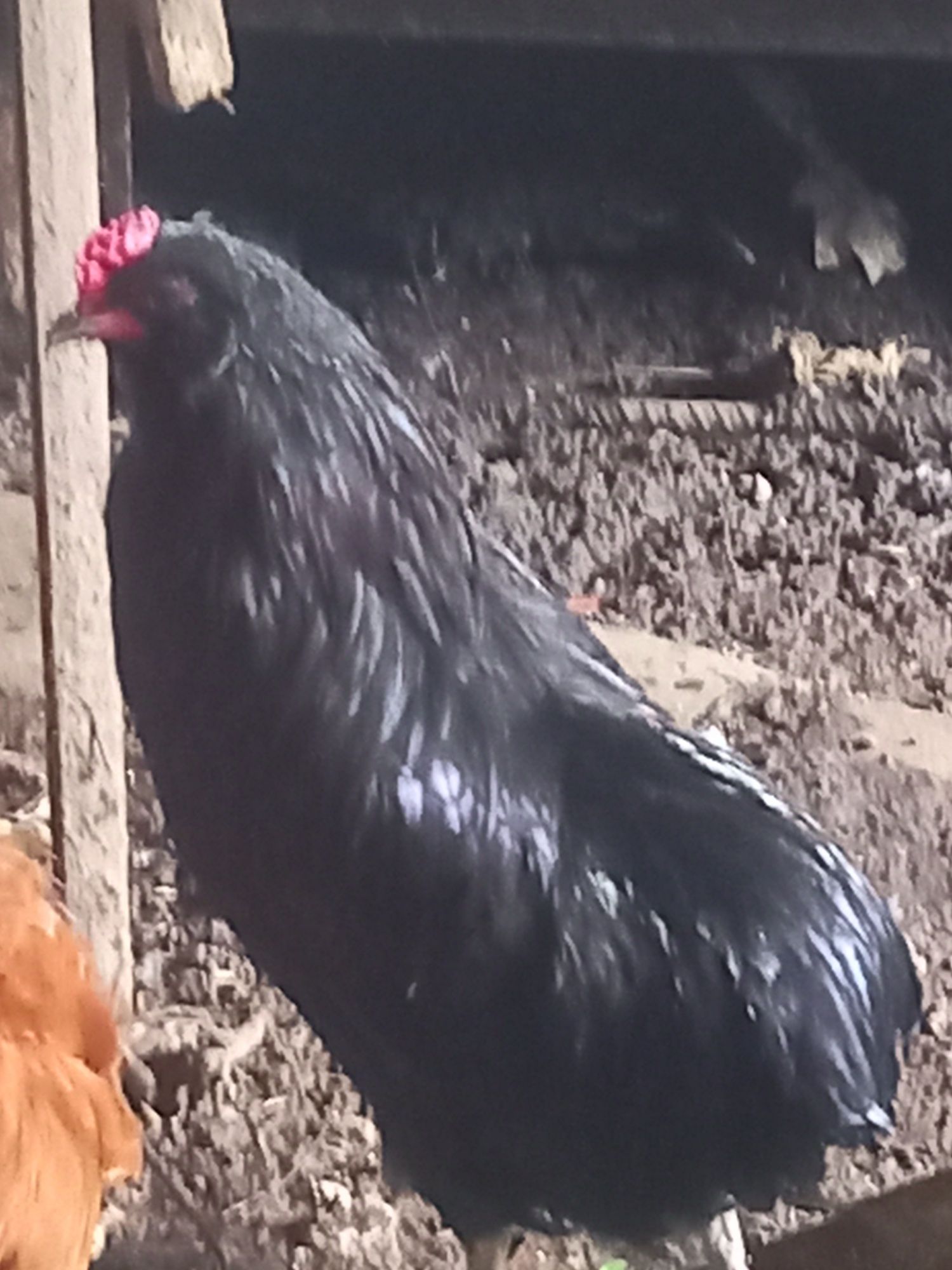 Vand cocoș Araucana cu favoriți, negru 2023