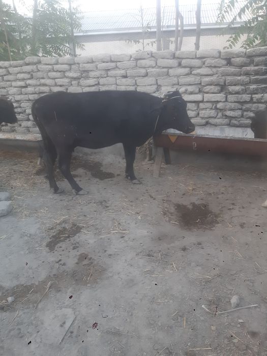Ena bola sog'lom sigir bolasi ug'il