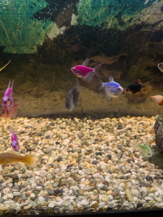 Acvariu 120 L complet echipat + pești