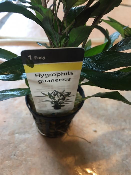 Hygrophila guanensis