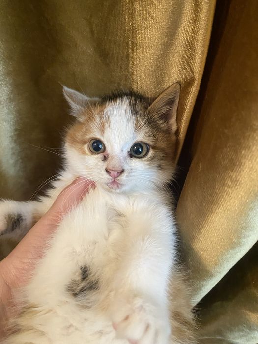 Кошка маленькая.котик