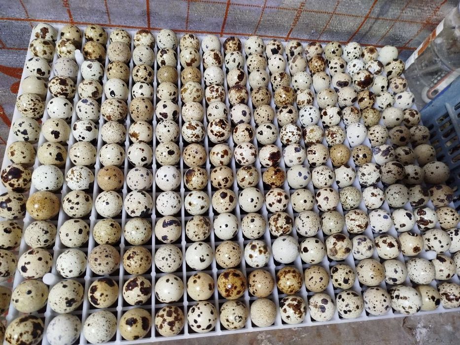 Bedana 1 kunlikdan 50 kunlikgacha zakas olamiz