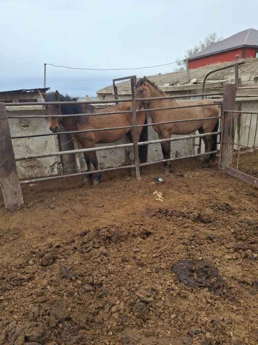Продам жеребца  красивые справные  звоните в любое время