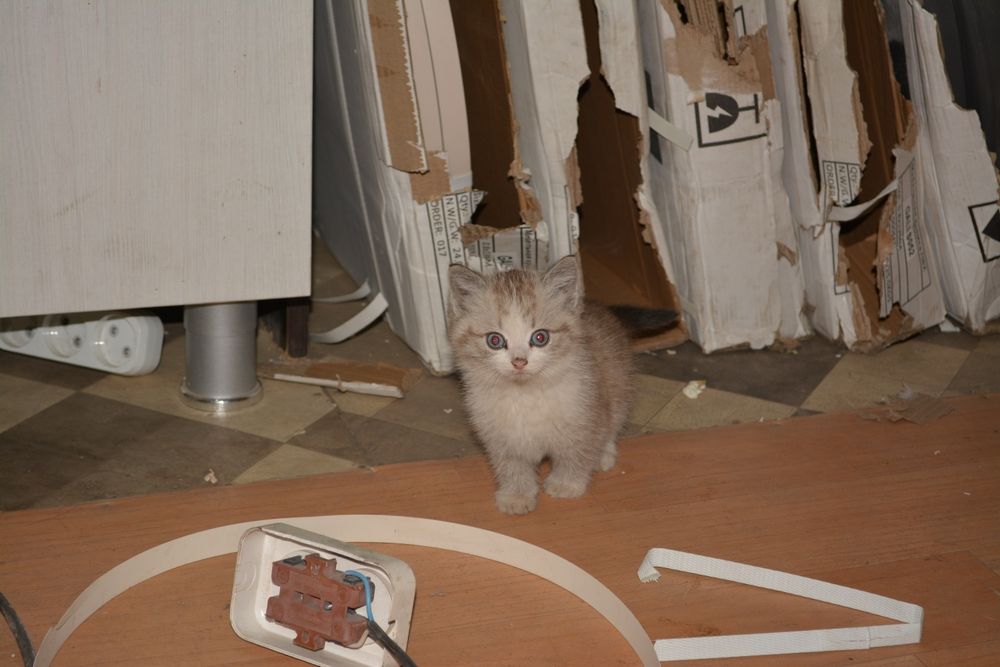 Котята от кошки крысоловки