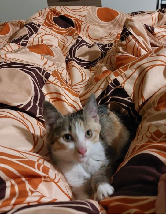 Donez pisici urgent