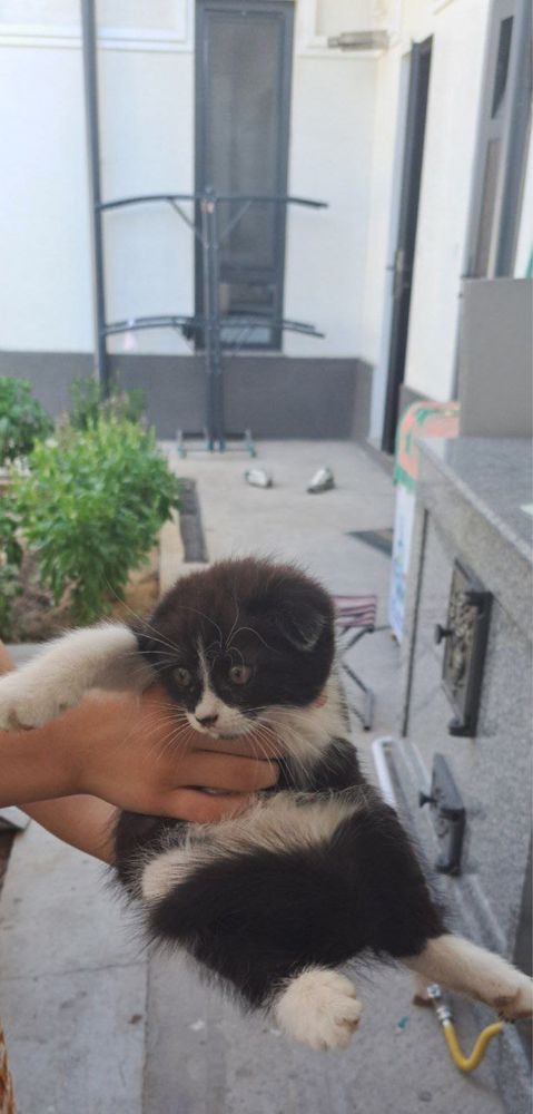 Скоттиш Фолд Кошка 3 месяца