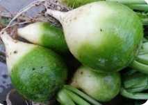 Turup  sotiladii