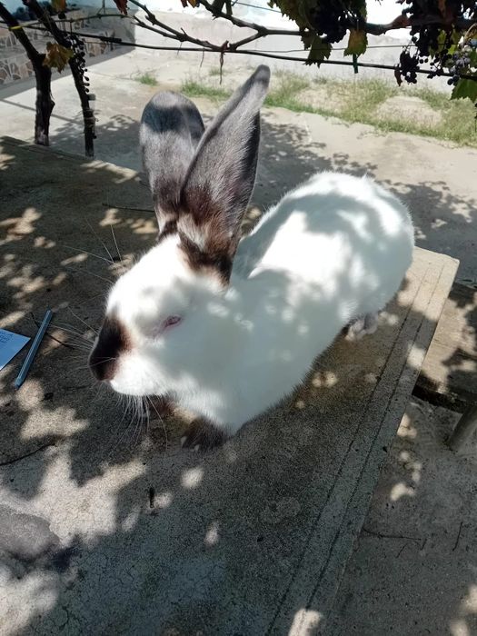 Iepuri Uriaș de Transilvania