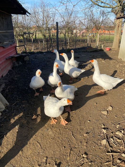 Gâște de vânzare 8 bucati