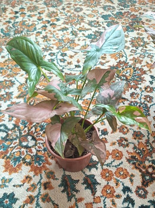 Продается Сингониум ред спот триколор