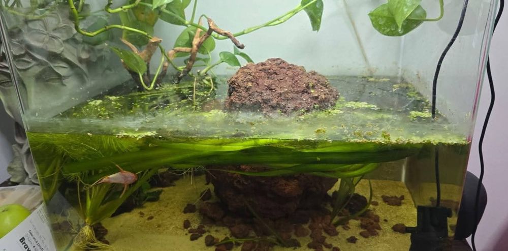 Acvariu echipat 50 litri