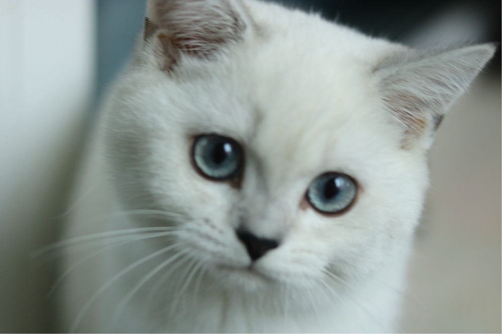 Британска чинчила