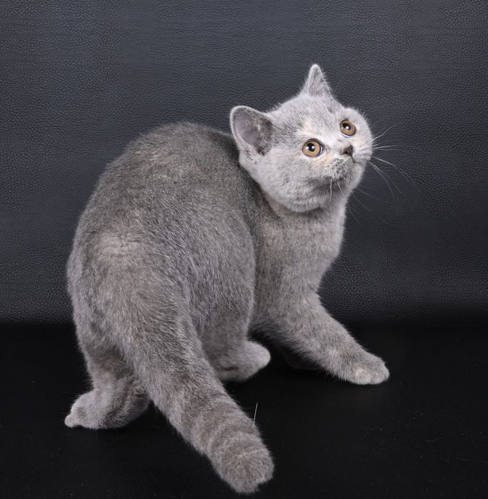 Pisicuța British  Shorthair   blue cream tortie cu pedigree