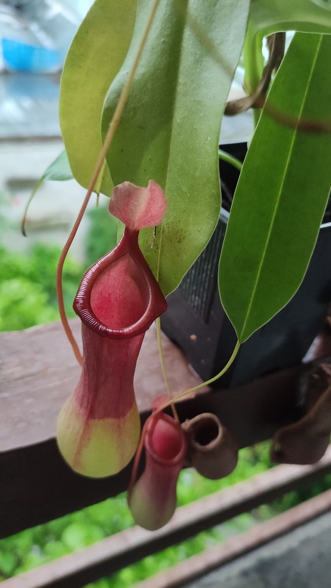 Nepenthes Alata x Ventricosa