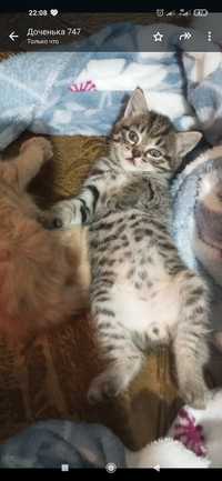 Котенок тигренок мальчик  3000 цена..родился 15 апреля