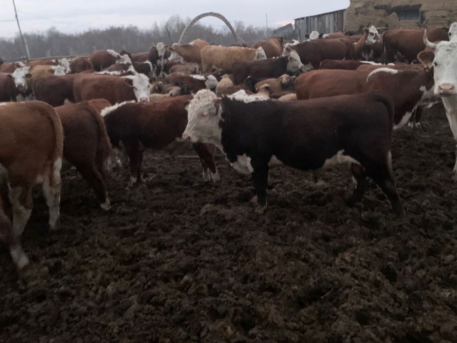 Продам Телок