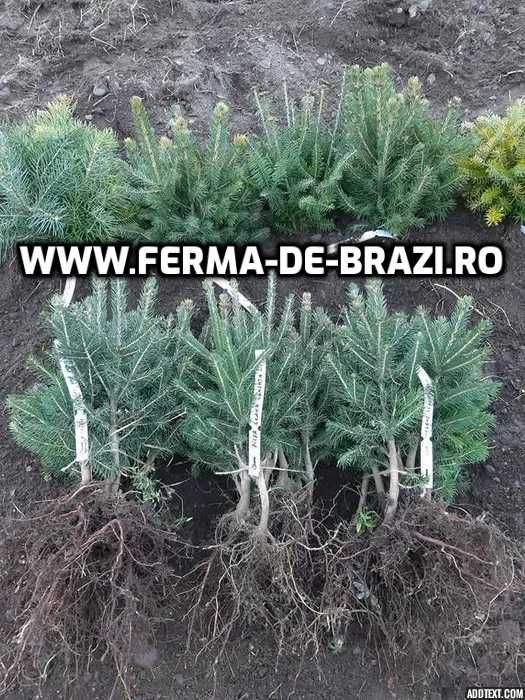 Pachet 50 bucati puieti brad, molid argintiu mixt STANDARD-10 specii