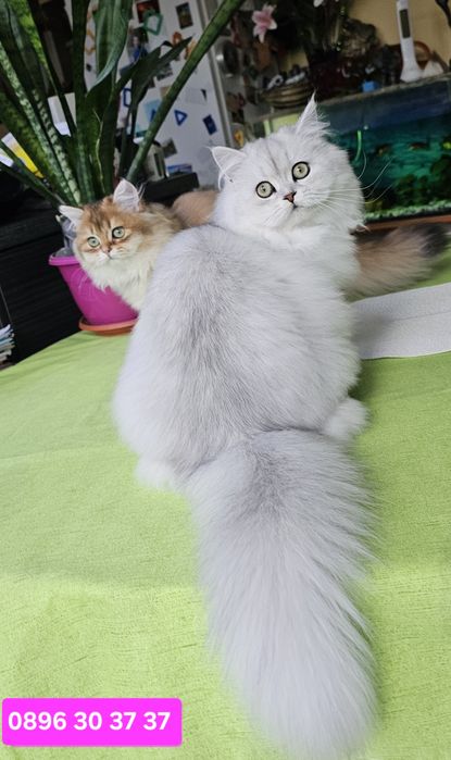 Британски дългокосмести котенца