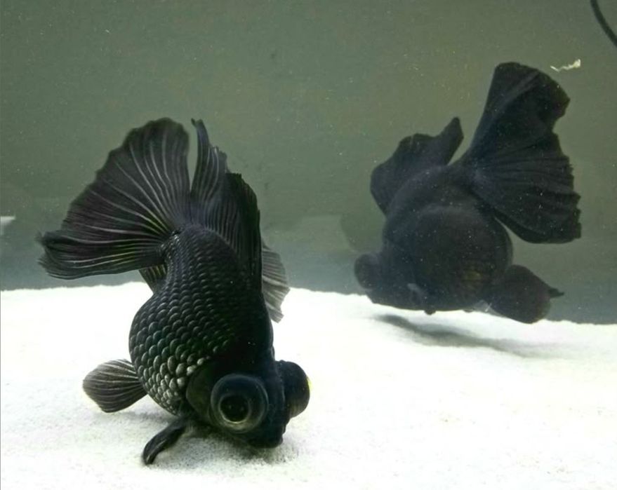 Золотые рыбки Жемчужены Оранда Телескоп Оранда Красная шапочка