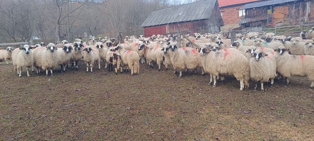 De vânzare oi și câini