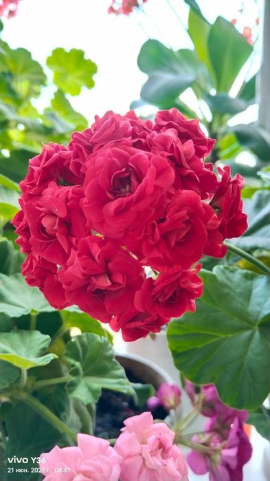 Розебудная Герань и Алоэ Вера