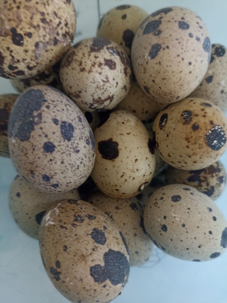 Oua prepelița consum bio