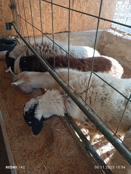 Бугоз экиззой куйлар тезда сотилади шошилинг йеб ичиши кайфияти ало!