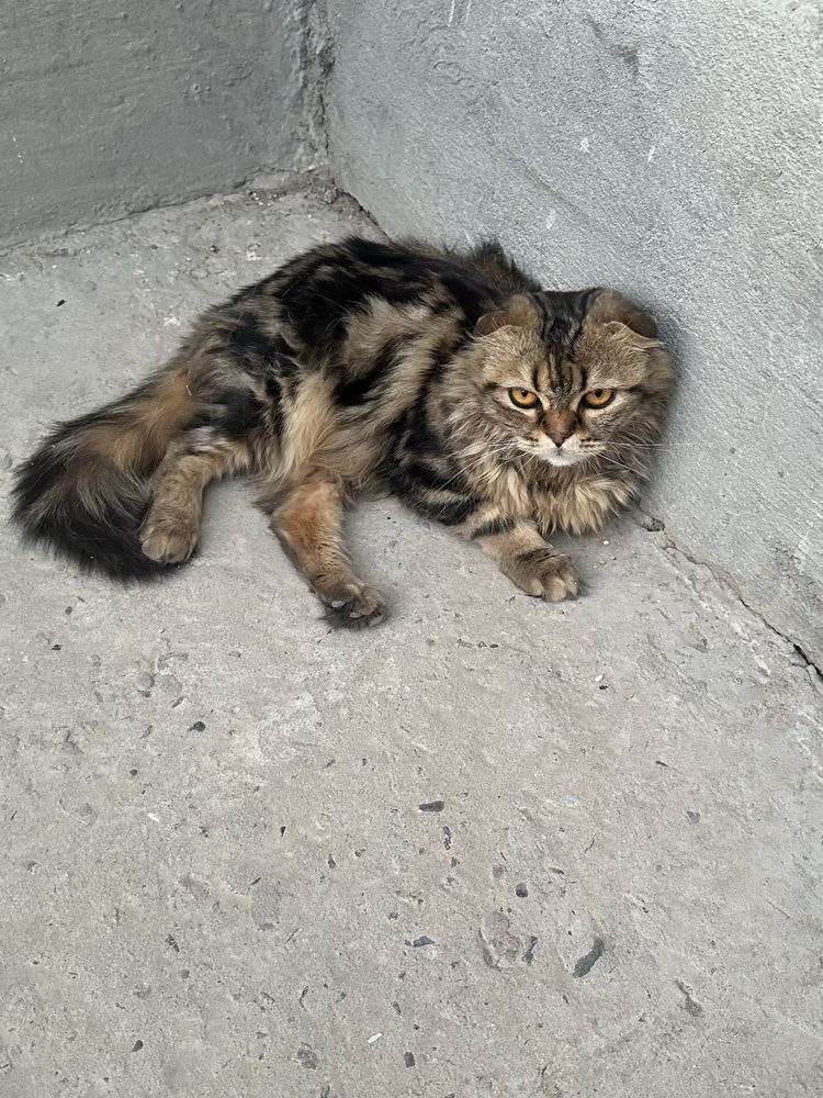 кошка красивая отдам даром чистая