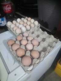 Ouă de biblică pentru incubație