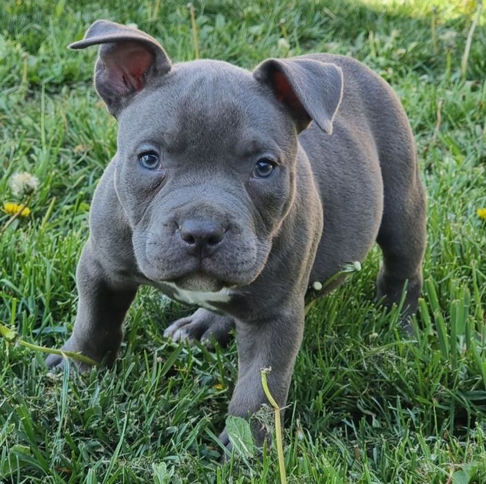 Amstaff blue cu pedigree FCi