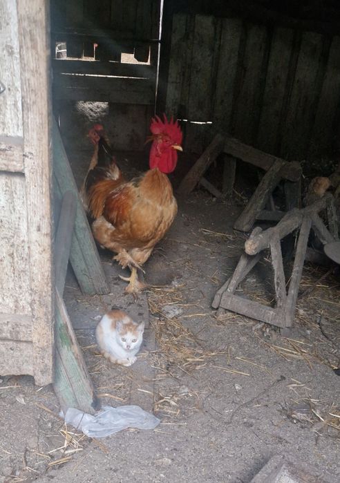 Adoptie pisic 4 luni