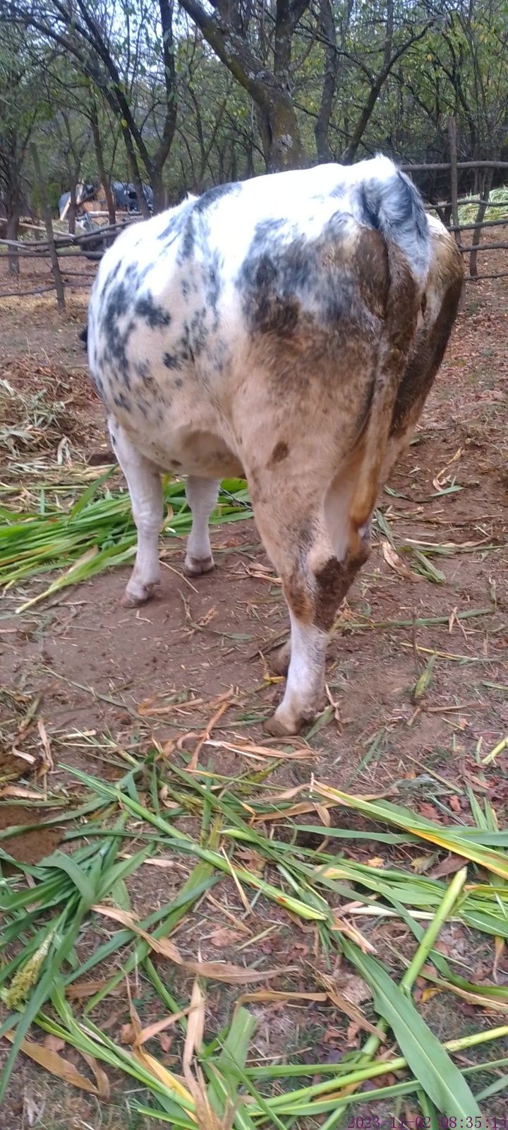 Vaca de vânzare albastru belgian