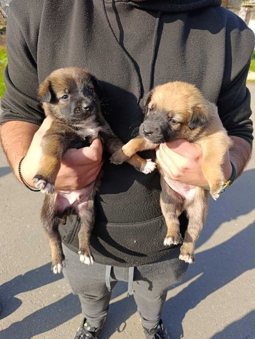 Белгийски овчарки - Малиноа