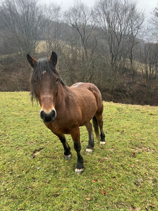 Iapa de vanzare! Are varsta de 8 ani !!