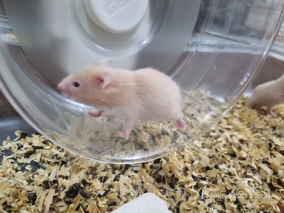 Сирийские  хомяки