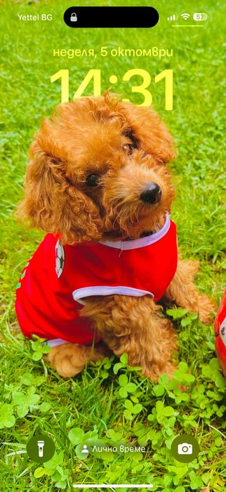 Пудел Той……………………………………….