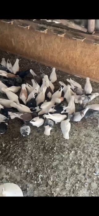 Porumbei voiajori albi pentru evenimente + ladita in forma de inima