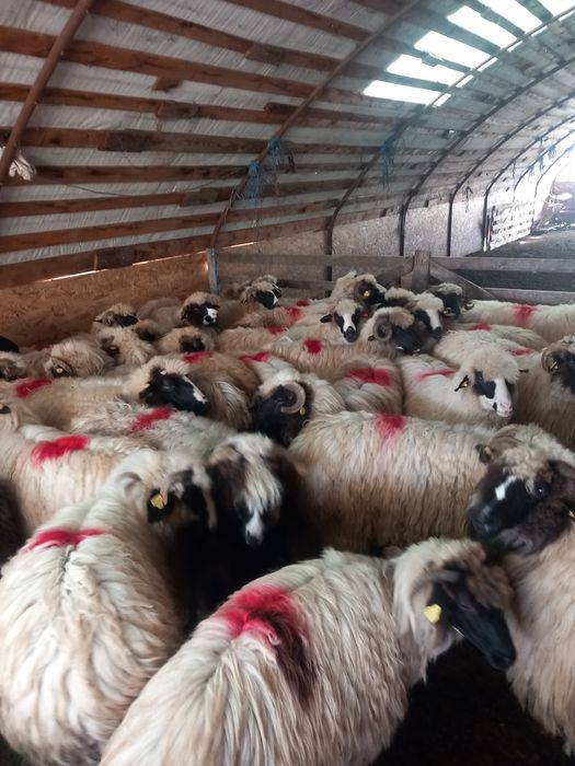 Oi de vânzare tinere