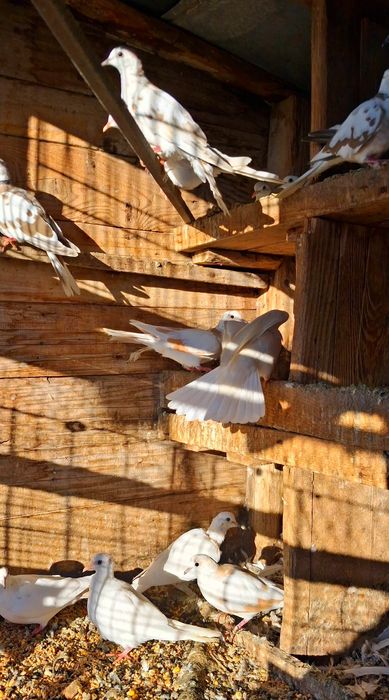 Turturele râzătoare