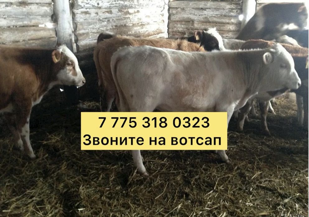 Бычек телята ангусер аулькол голшhdic оащ