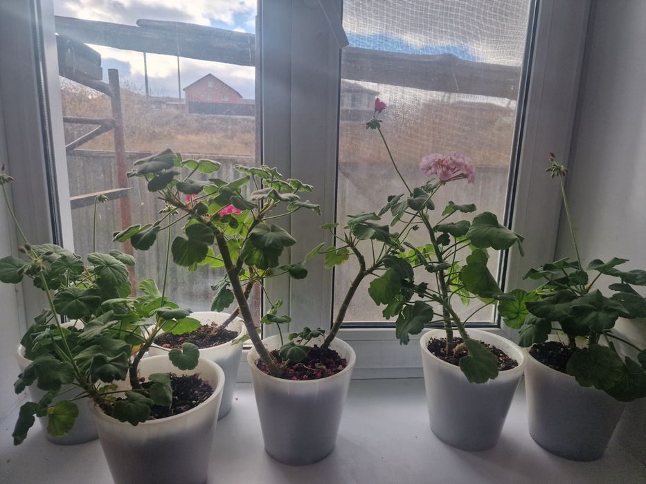 Герани премиум, разные расцветки, крупные бутоны