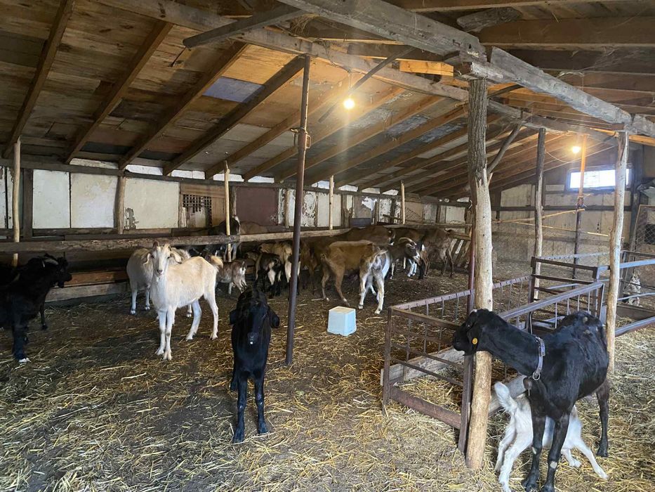 Продават се кози и ярета