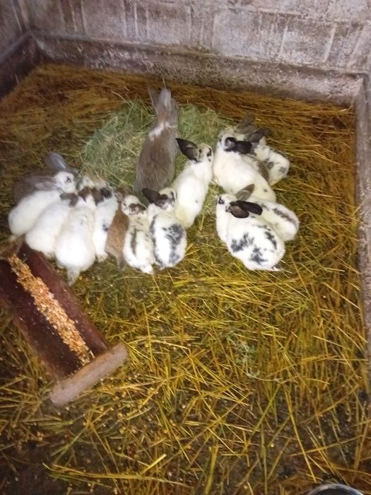 Vând iepurași de 2 luni , 16 buc la 400 de lei